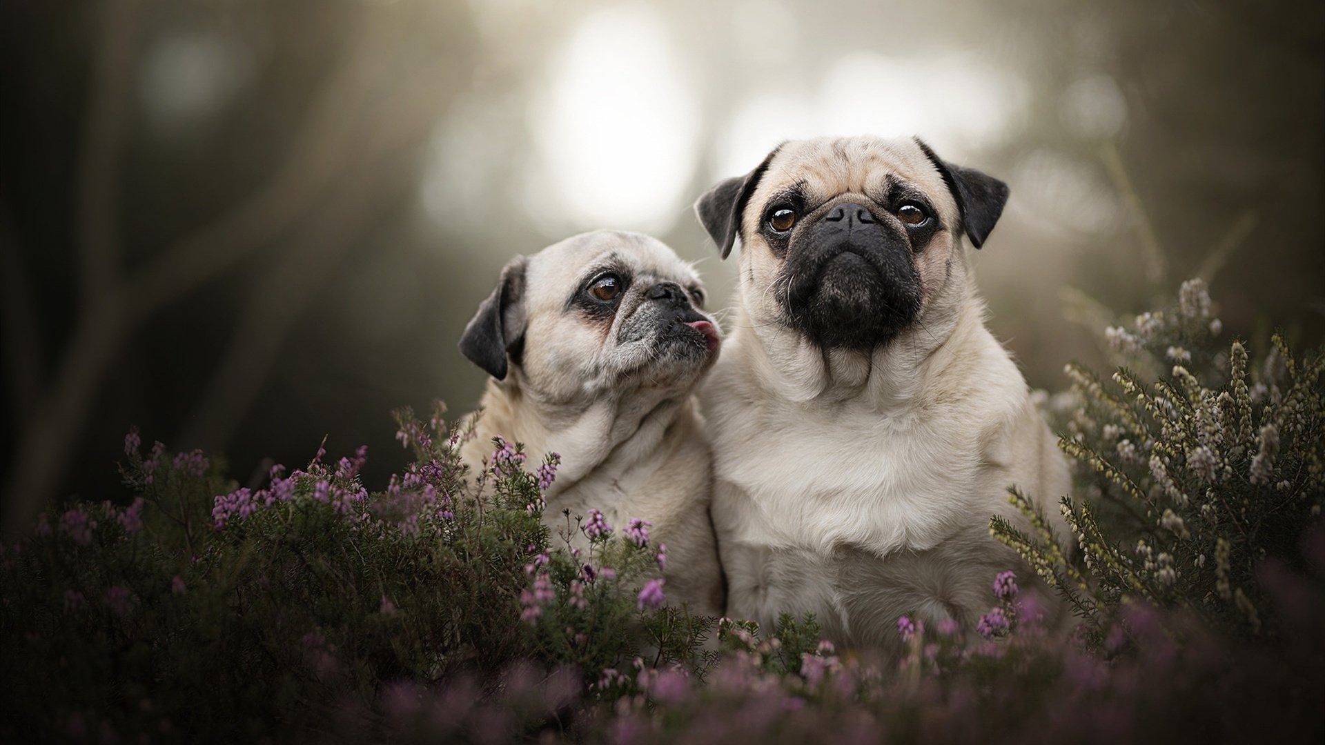 利拉德终场审判日，17秒的沉默与一记改写历史的绝杀