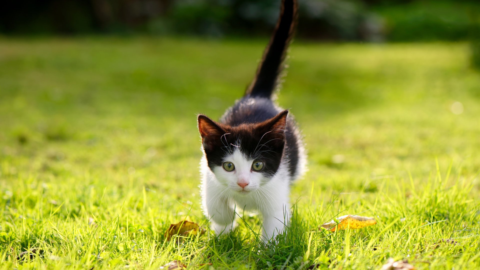 收割与守护，AC米兰的墨西哥蓝图与奥纳纳的龙门证道