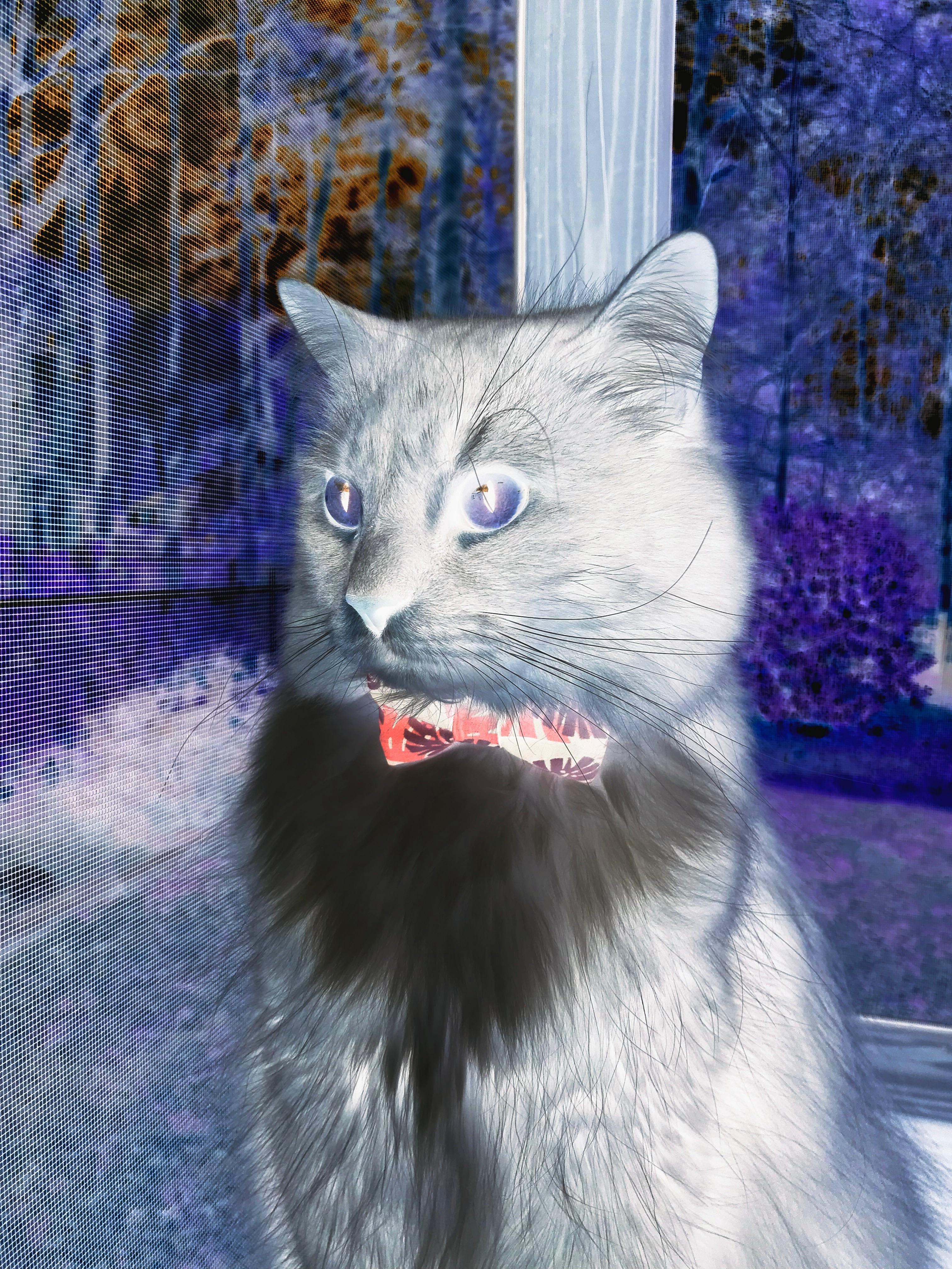 两种胜利，同一种足球